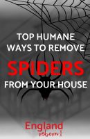 Top humane ways to remove spiders from your house